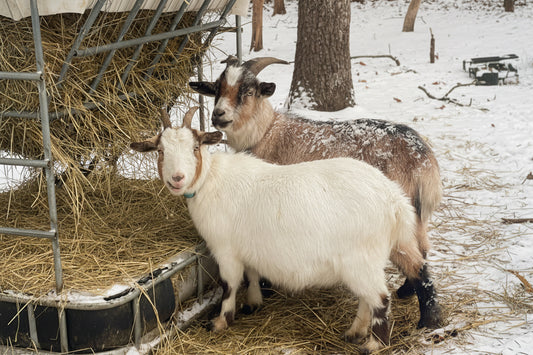 Playdates with the Kids Adult Admission (Age 13 and up)
